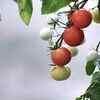 Cherry Tomato