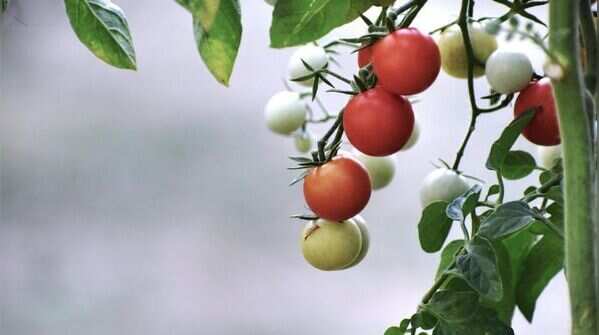 Cherry Tomato
