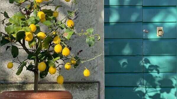 Lemon