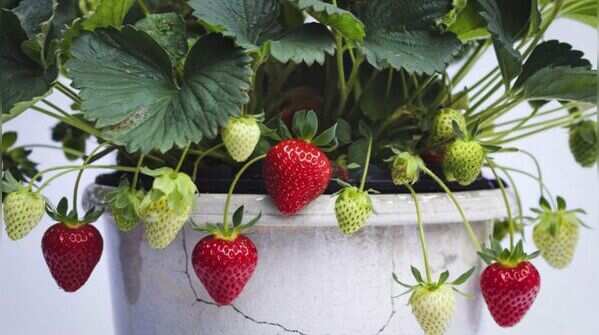 Strawberry