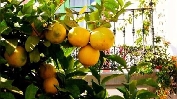 7 fruit-bearing plants perfect for your balcony garden