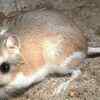 Kangaroo rats 