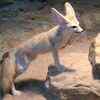 Article image for: Fennec and sand <i class="tbold">fox</i>es
