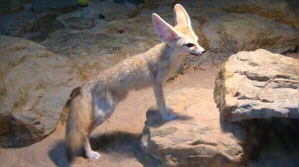 Fennec and sand foxes