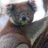 Koalas 