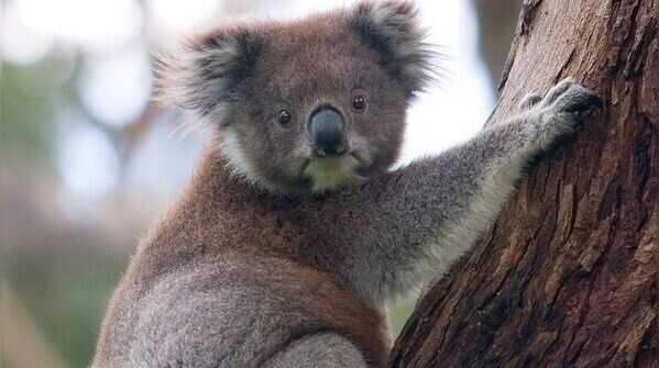 Koalas