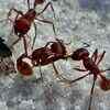 Article image for: Harvester <i class="tbold">Ant</i>s