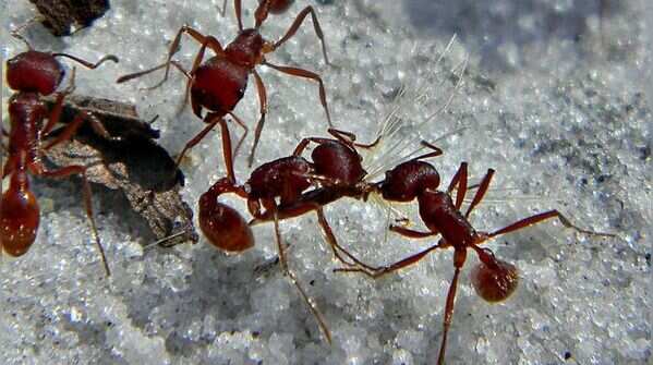 Harvester ants