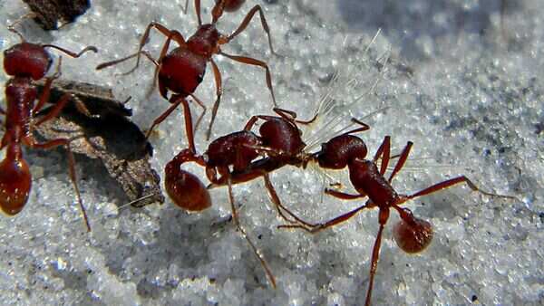 Ant Wallpapers