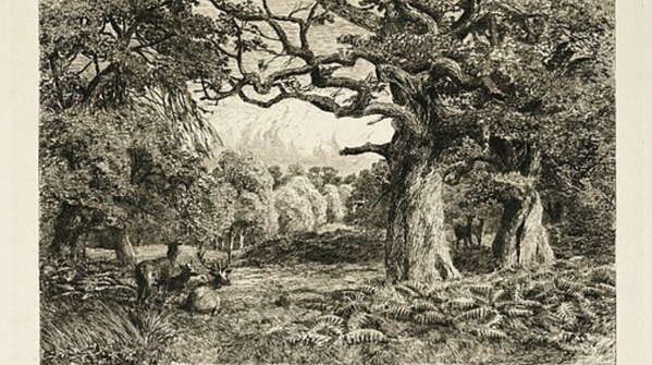 The ‘Forest of Arden’ as freedom