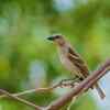 Yellow-throated sparrow