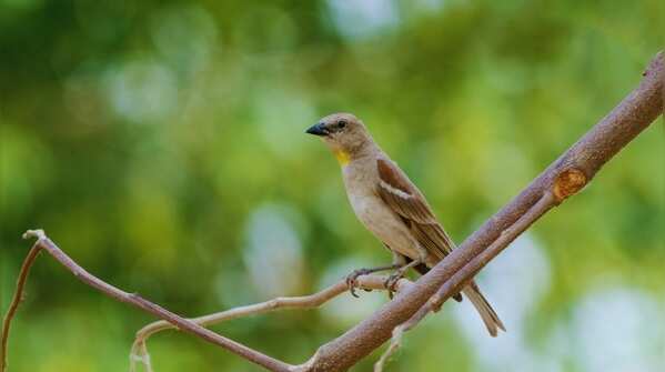 Yellow-throated sparrow