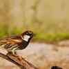 Spanish sparrow