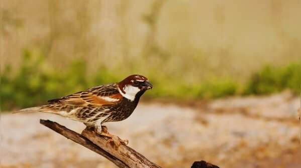 Spanish sparrow