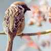 Article image for: Eurasian tree sparrow