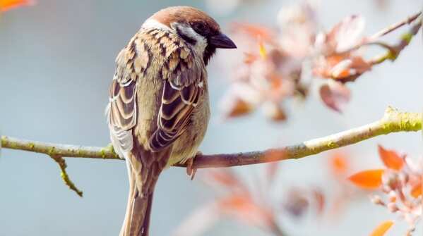Eurasian tree sparrow