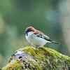 Russet sparrow