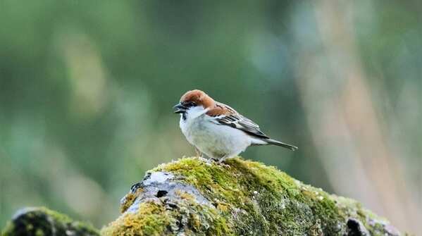 Russet sparrow