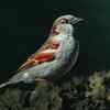 Sind sparrow