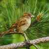House sparrow