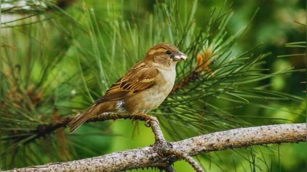 House sparrow