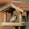 Article image for: World Sparrow Day 2026: Different types of sparrows in India and where to find them