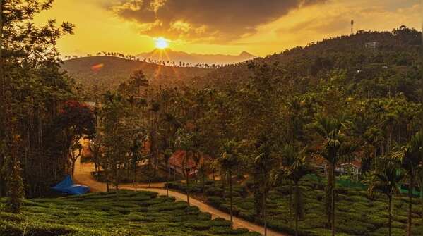 Wayanad – For forests, waterfalls, and wildlife
