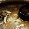 Article image for: Garum