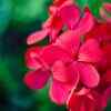 Geranium