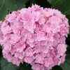 Hydrangea