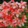 Begonia