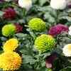 Chrysanthemum