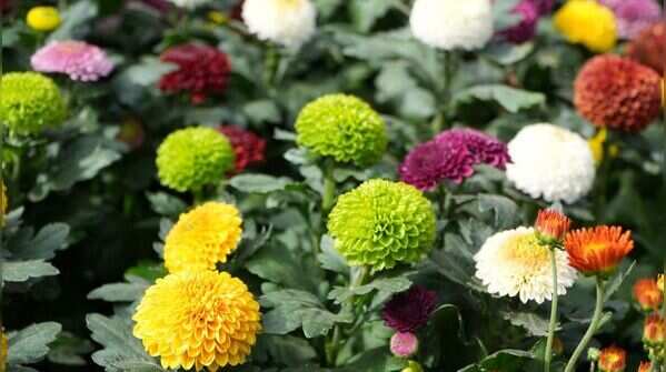Chrysanthemum