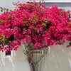 Bougainvillea
