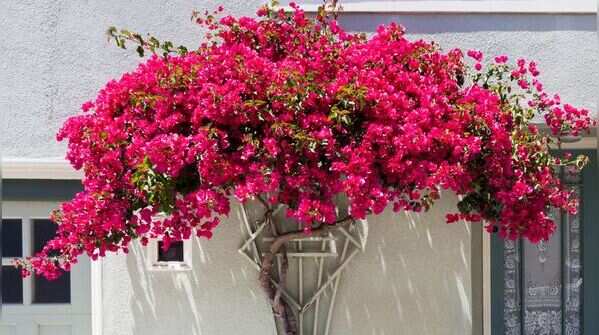 Bougainvillea
