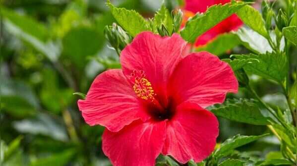 Hibiscus