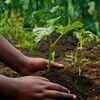 Article image for: Garden <i class="tbold">soil</i>