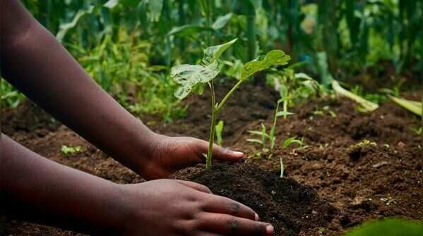 Garden Soil
