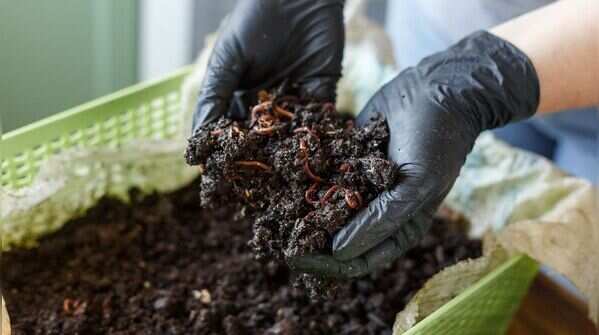 Vermicompost