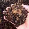 Compost