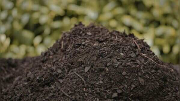 5 essential soil nutrients to help your balcony plants live longer