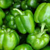 Article image for: Capsicum (<i class="tbold">shimla</i> Mirch)