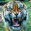 South China tiger - Functionally extinct in the wild