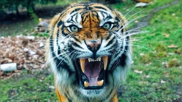 South China tiger - Functionally extinct in the wild