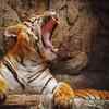 Indochinese tiger - Southeast Asia