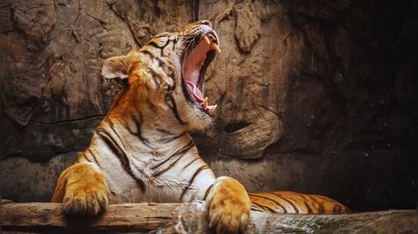 Indochinese tiger - Southeast Asia