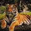 Malayan Tiger - Malaysia