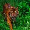 Sumatran Tiger - Indonesia