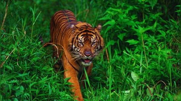 Sumatran Tiger - Indonesia