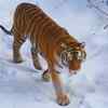 Siberian tiger - Russian Far East